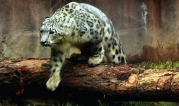 La dependencia destaca que la especie tiene un alto valor biológico; se calcula que existen seis mil ejemplares en el mundo. AFP / R. Schemidt
