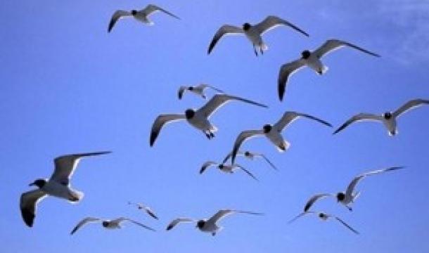 ¡Las aves migratorias necesitan de nosotros ahora!