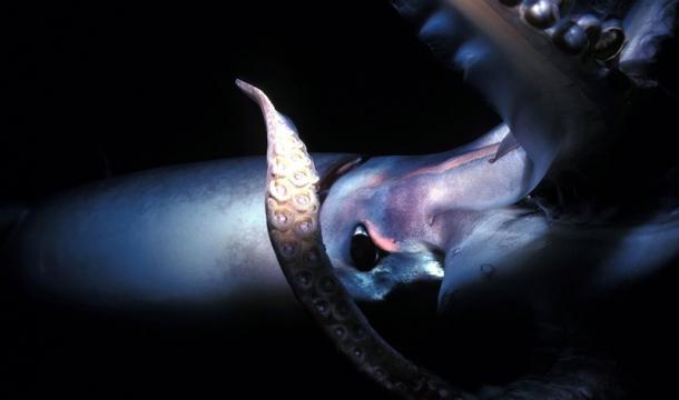 Utilizan organismos marinos, como calamares, para crear bioplásticos resistentes Utilizan organismos marinos, como calamares, para crear bioplásticos resistentes