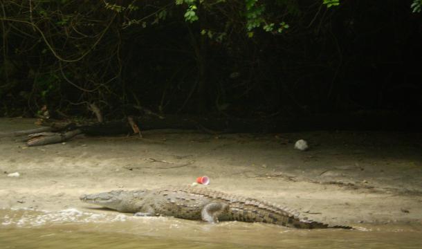 Fauna salvaje y naturaleza Primer lugar. Categoría público en general