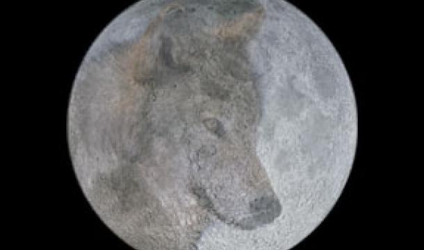 A la luna nueva del mes de enero se le conoce como, Luna de lobo, en honor a las manadas de lobos que aúllan en la noche.
