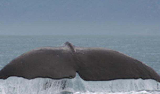 Fin a la caza científica de ballenas